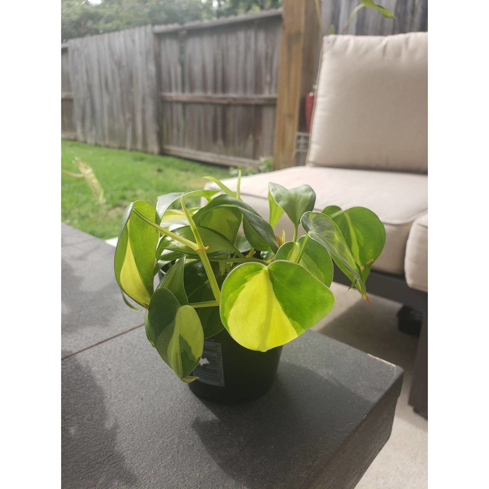 Brasil Philondendrom hederaceum